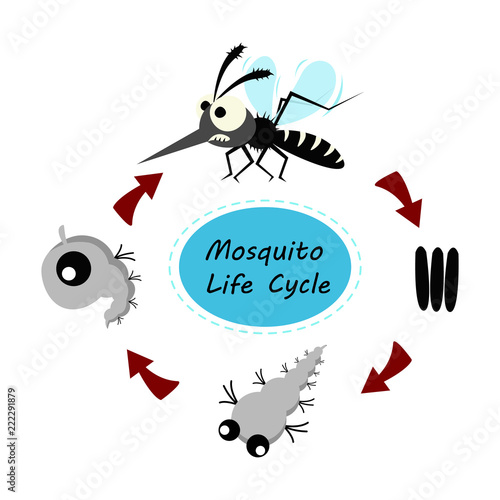 mosquito life cycle concept. vector illustration.