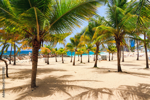 Beautiful tropical palm trees at popular touristic Condado beach in San Juan  Puerto Rico