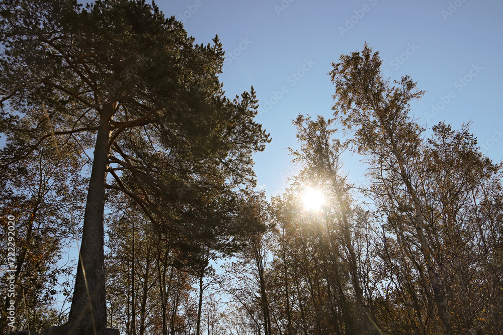 Yagry in Severodvinsk. Unique pine forest. white sea coast Yagry in Severodvinsk. Unique pine forest. white sea coast