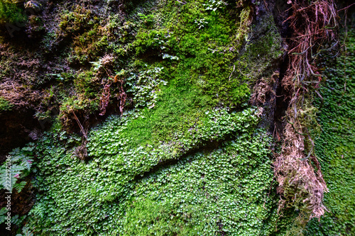 Felsen mit Zimbelkraut photo