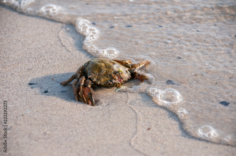 Hairy leg mountain crab on the beach