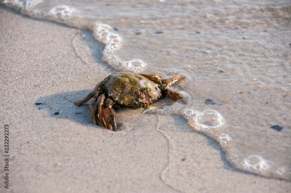 Hairy leg mountain crab on the beach Hairy leg mountain crab on the beach