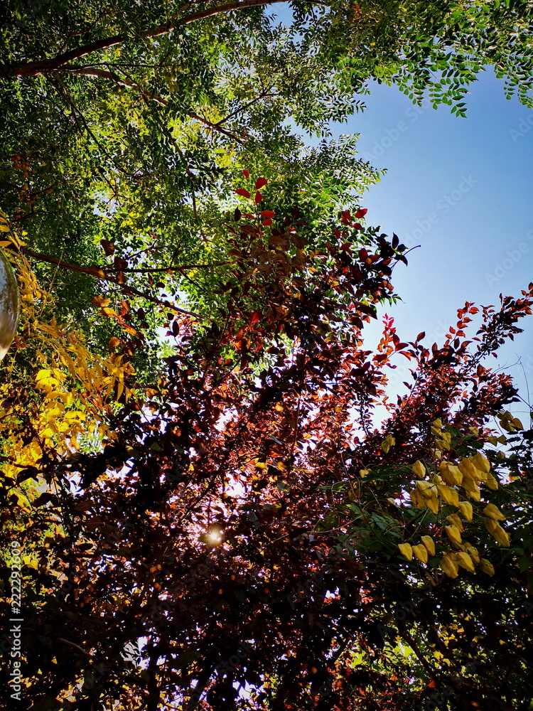 Autumn beauty in Nature branch change day forest Green color Autumn beauty in Nature branch change day forest Green color