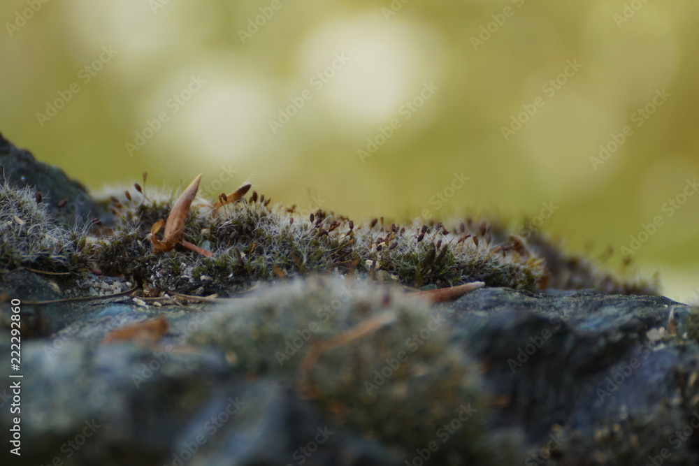 moss on tree moss on tree