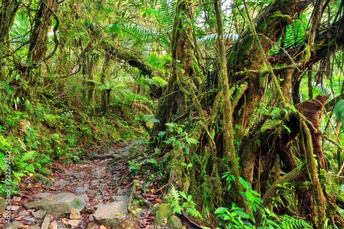 Beautiful jungle path through the jungle of the El Yunque national forest in Puerto Rico