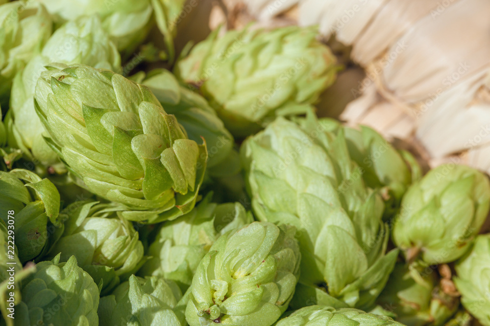 Cones of hops in a basket for making natural fresh beer, concept of brewing Cones of hops in a basket for making natural fresh beer, concept of brewing