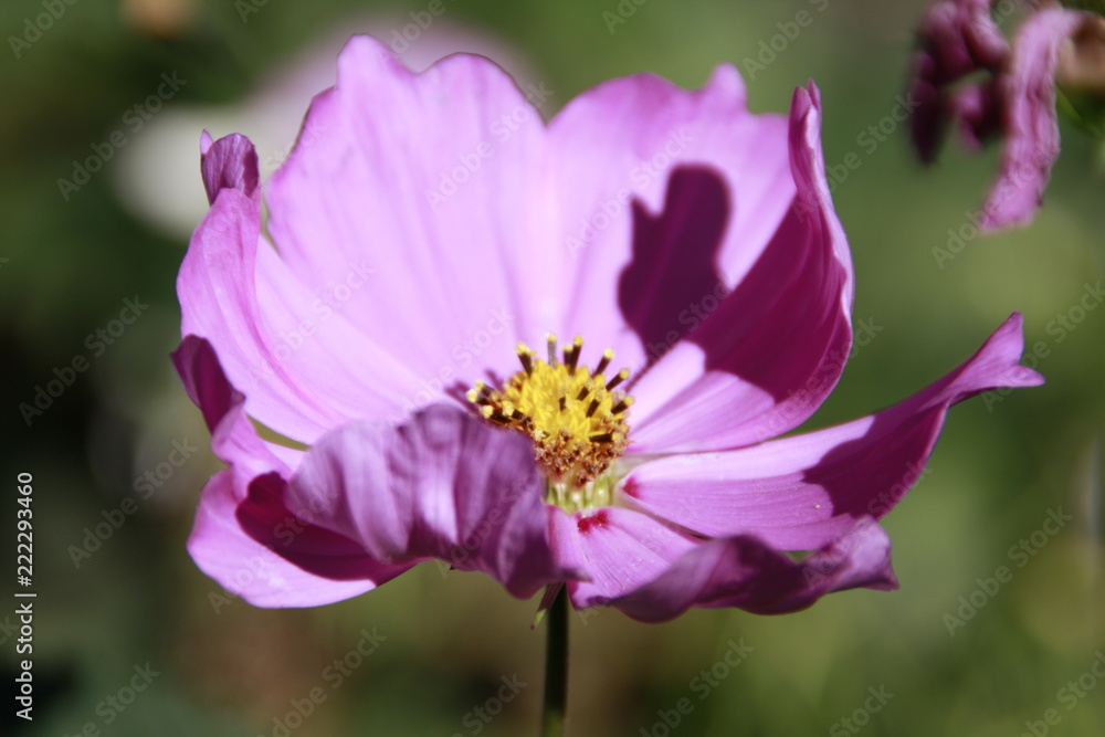 rosa sommerblüher rosa sommerblüher