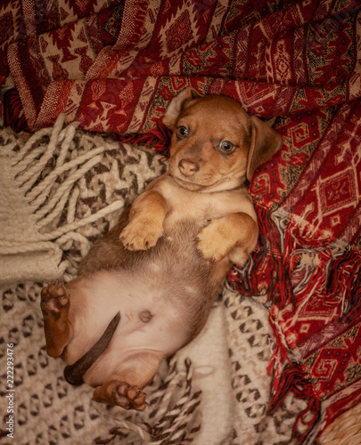 A puppy of a brown dachshund lies on its back on a veil of red and beige color with patterns, next to a wicker basket