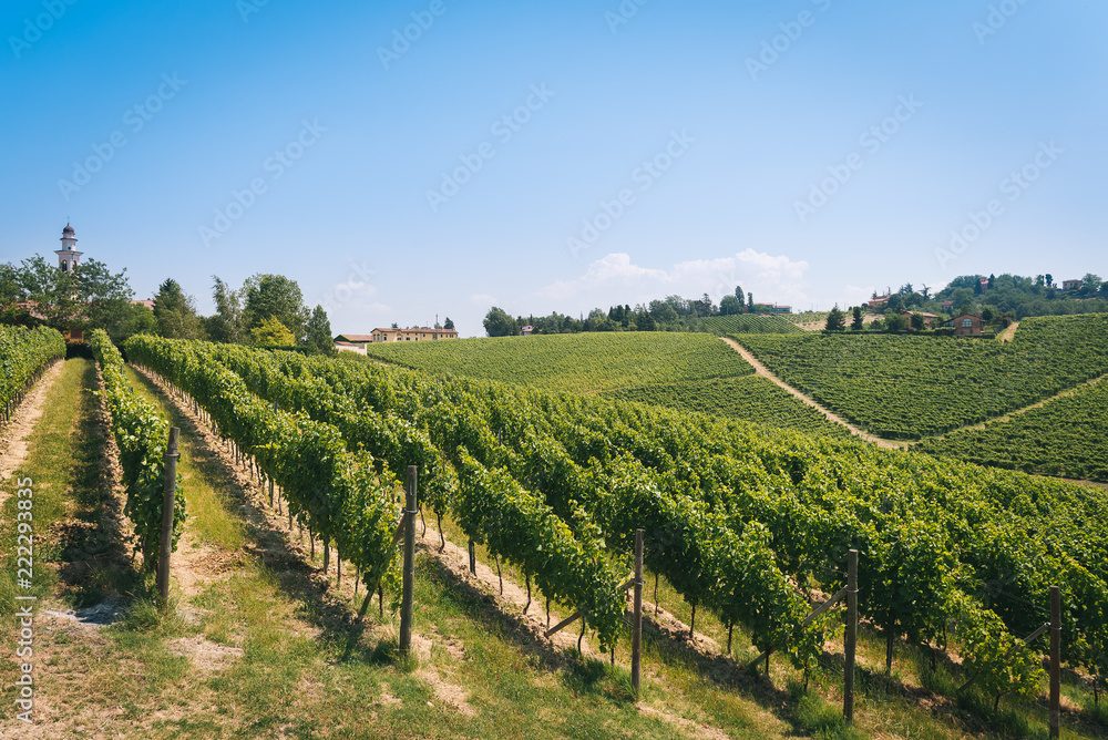 Rows of vineyards in the countryside