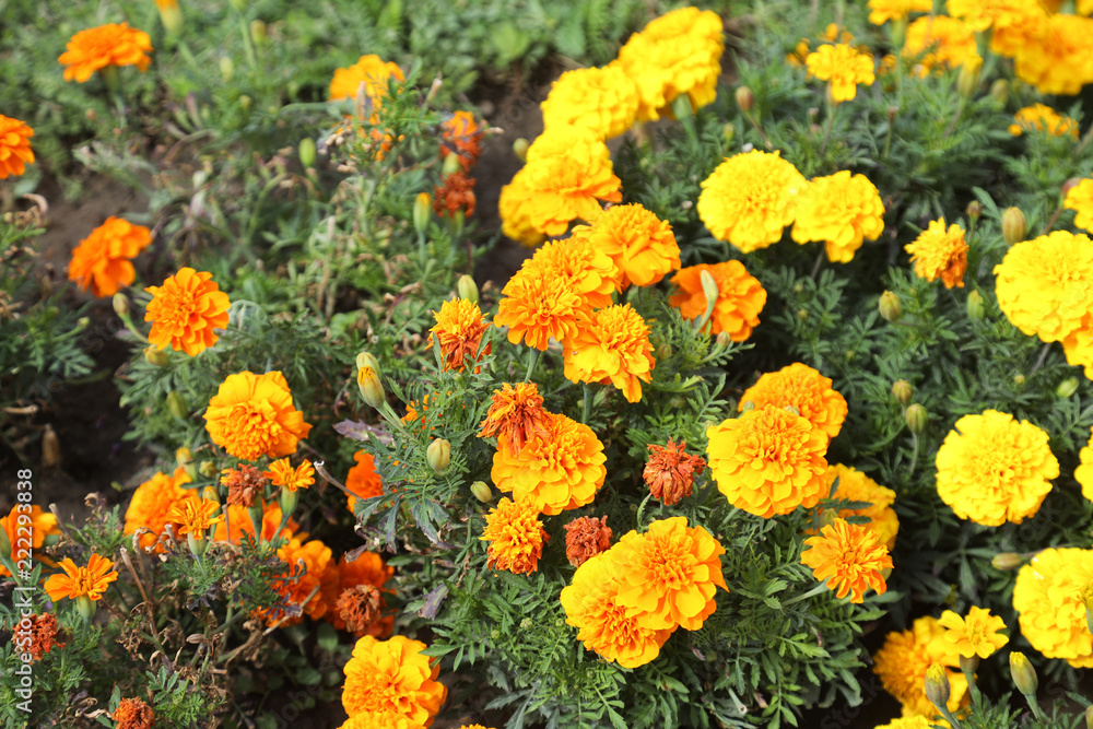 plantes plantes
