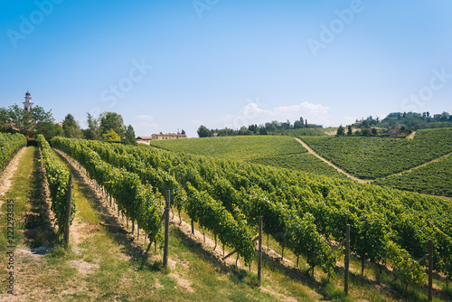 Rows of vineyards in the countryside © Paolo Bernardotti