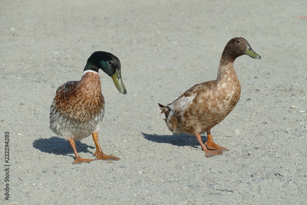 Cute duck couple at the lakeshore Cute duck couple at the lakeshore