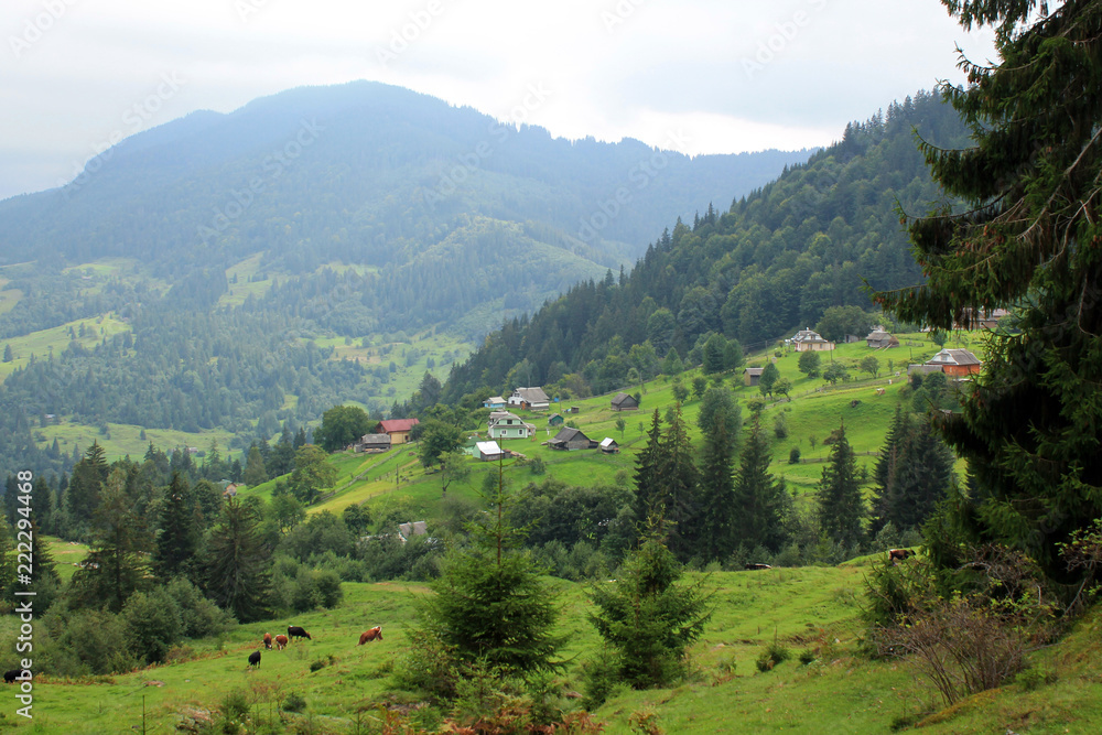 Beautiful landscape with view to village, cows at pasture and mountains.