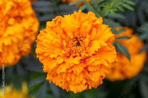 Bright orange flower marigold closeup