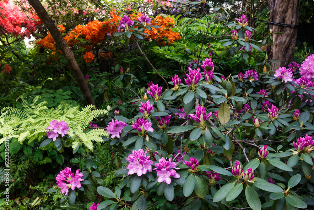 Decorative trees. shrubs and flowers in the garden:   rhododendron, ferns, orchids