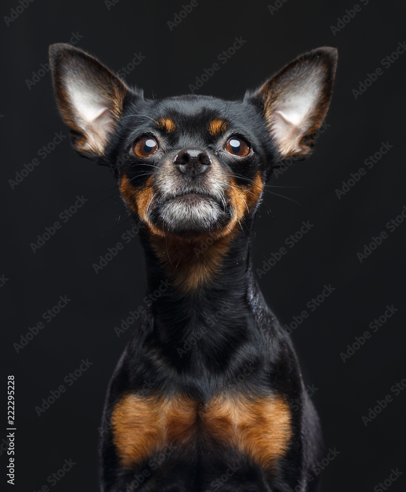 Toy Terrier Dog on Isolated Black Background in studio Toy Terrier Dog on Isolated Black Background in studio