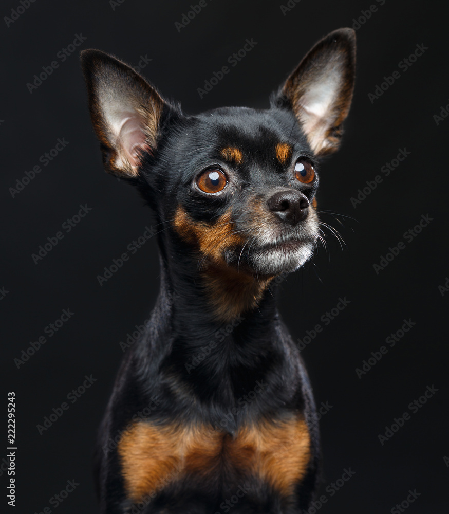 Toy Terrier Dog on Isolated Black Background in studio Toy Terrier Dog on Isolated Black Background in studio