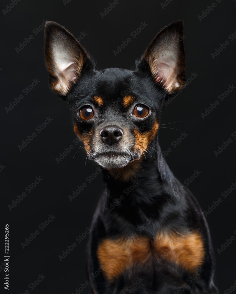 Toy Terrier Dog on Isolated Black Background in studio Toy Terrier Dog on Isolated Black Background in studio