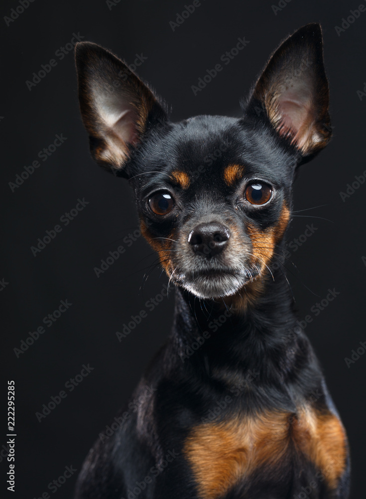 Toy Terrier Dog on Isolated Black Background in studio Toy Terrier Dog on Isolated Black Background in studio