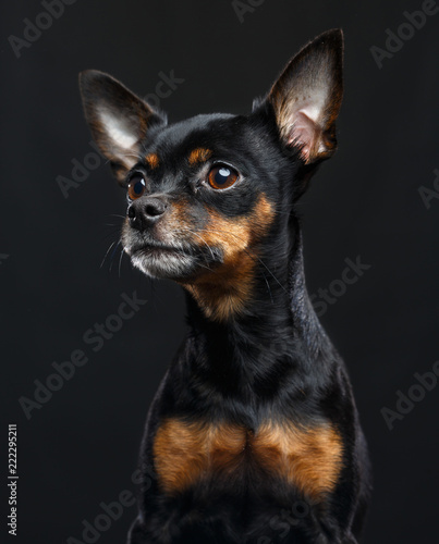 Toy Terrier Dog on Isolated Black Background in studio © TrapezaStudio