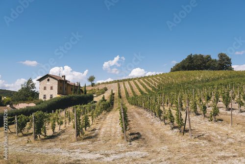 Rows of vineyards in the italian countryside photo