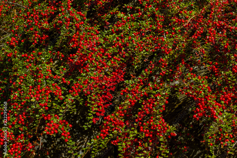 Beautiful autumn branch with red ripe berry on a bush for background.. Autumn natural background. Close-up. Beautiful autumn. Colorful pattern. Beautiful autumn branch with red ripe berry on a bush for background.. Autumn natural background. Close-up. Beautiful autumn. Colorful pattern.