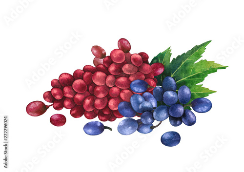 Watercolor bunches of red and blue grapes decorated with leaves
