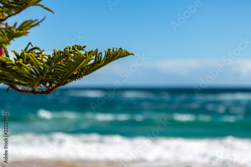 A pine tree in focus with the Port Noarlunga beach selectively blurred on a rough day in South Australia on 6th September 2018 photo