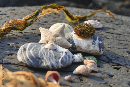 still life outdoors: starfish, sea urchin, stones, seaweed, seashells