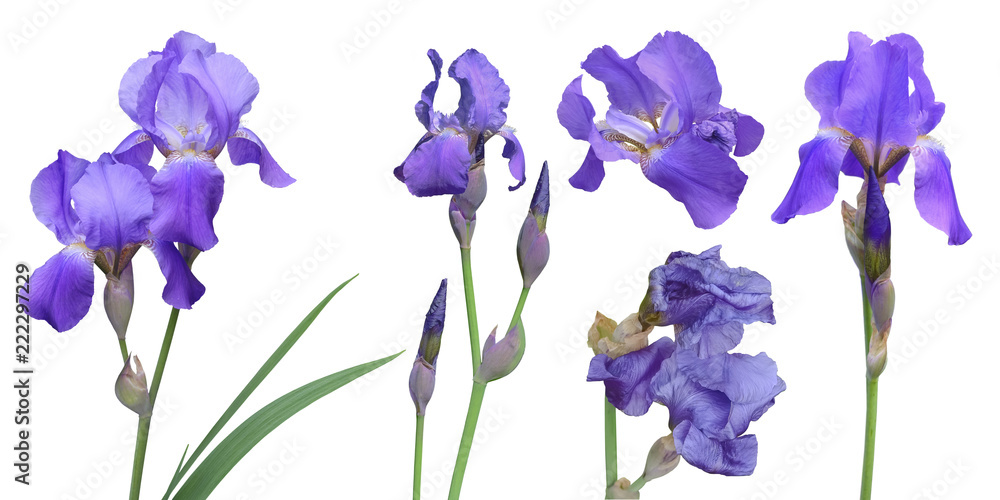 A set of stems, buds and flowers of purple iris. Irises for collage on white background.