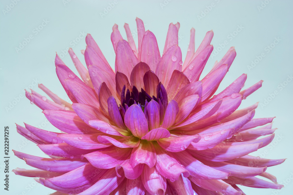 Obraz premium Large pink flower of the dahlia.