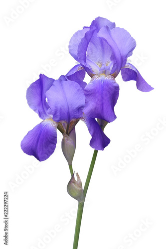 Violet iris flowers, branch on a white background