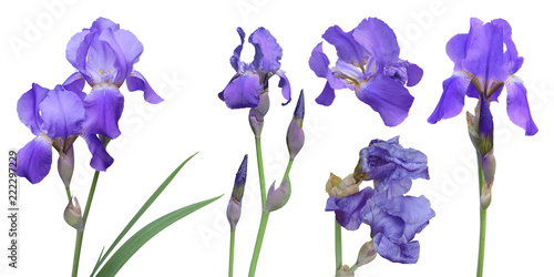 A set of stems, buds and flowers of purple iris. Irises for collage on white background.