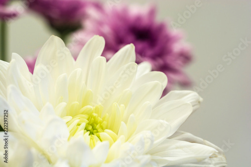 White and purple chrysanthemum.