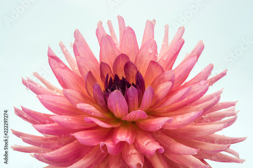 Fototapeta Naklejka Na Ścianę i Meble -  Large pink flower of the dahlia.