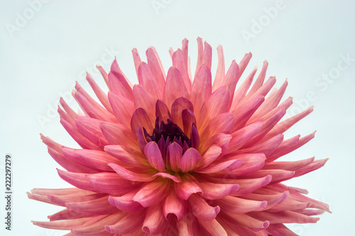 Fototapeta Naklejka Na Ścianę i Meble -  Large pink flower of the dahlia.