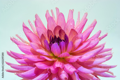 Fototapeta Naklejka Na Ścianę i Meble -  Large pink flower of the dahlia.