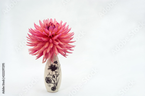 Fototapeta Naklejka Na Ścianę i Meble -  A large pink dahlia flower in a small vase.