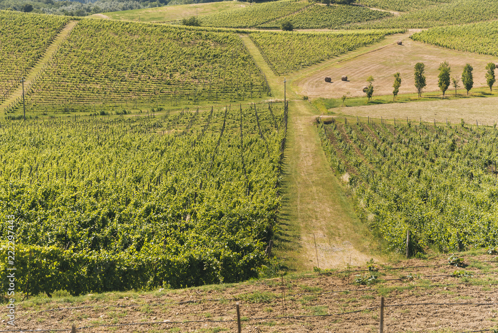 Rows of vineyards in the italian countryside