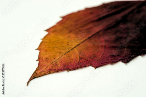 Dry burgundy-yellow leaf on a white background.
