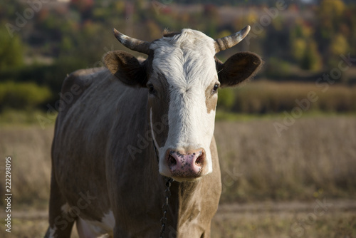 cow in the field © Vita