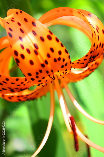 orange lily with spots