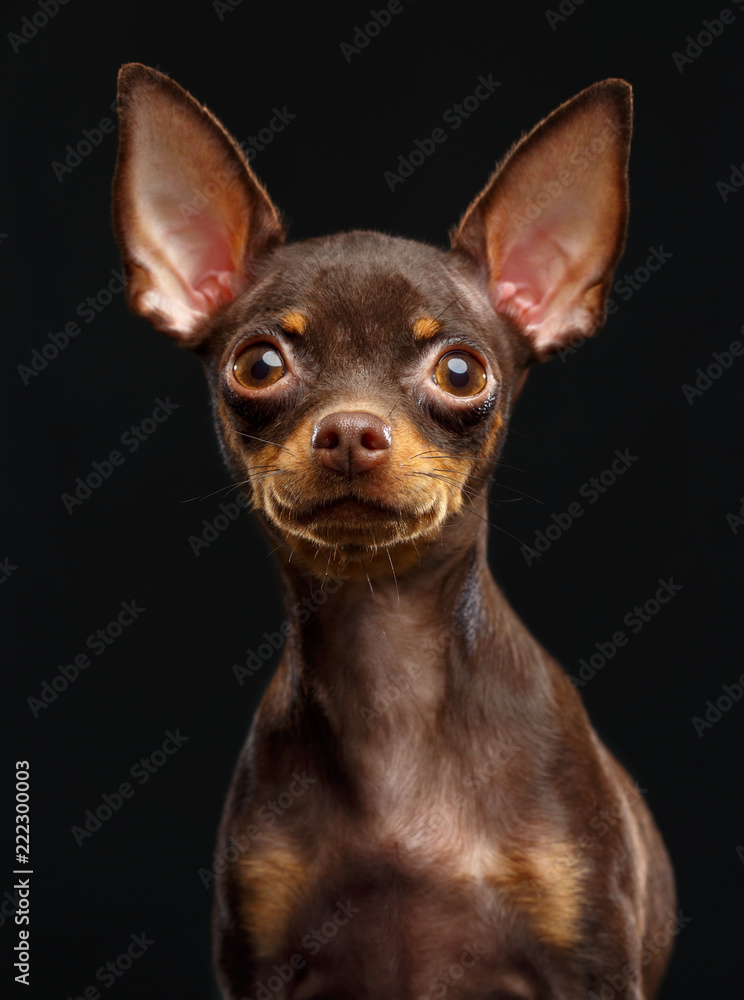 Toy Terrier Dog on Isolated Black Background in studio Toy Terrier Dog on Isolated Black Background in studio