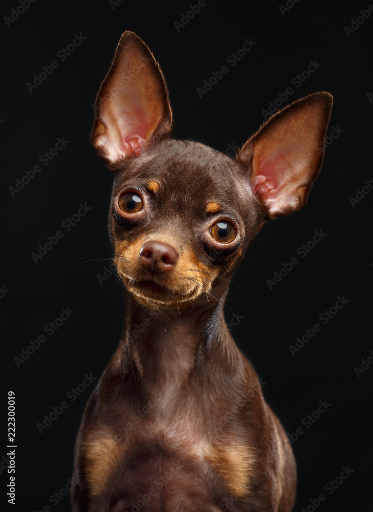 Toy Terrier Dog on Isolated Black Background in studio Toy Terrier Dog on Isolated Black Background in studio