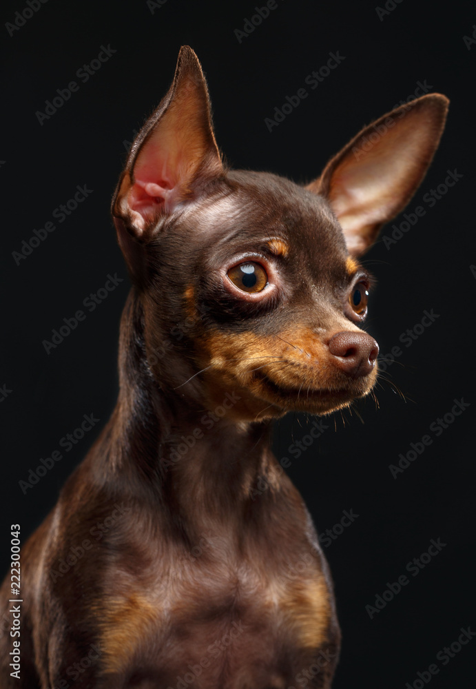 Toy Terrier Dog on Isolated Black Background in studio Toy Terrier Dog on Isolated Black Background in studio