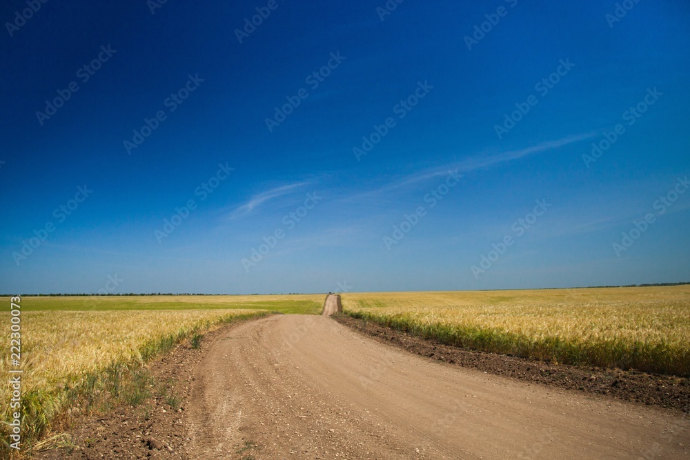 Golden Barley / Wheat Field and Country Road