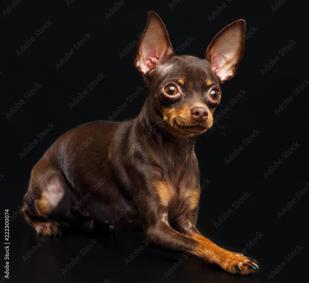 Toy Terrier Dog on Isolated Black Background in studio Toy Terrier Dog on Isolated Black Background in studio
