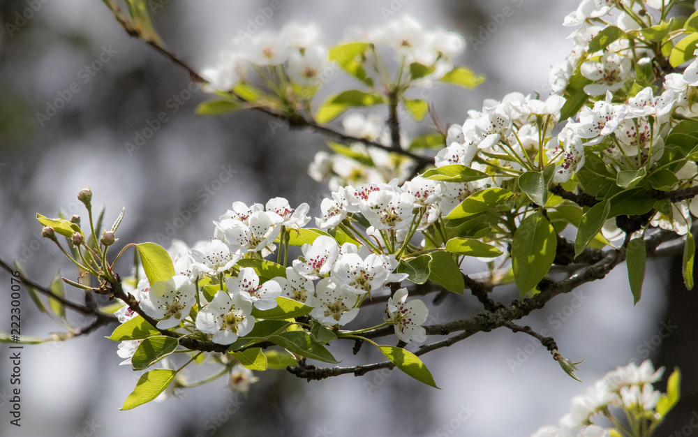 Pear Blossoms 