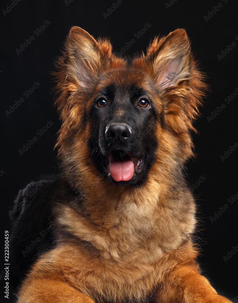 German Shepherd Dog Isolated on Black Background in studio German Shepherd Dog Isolated on Black Background in studio