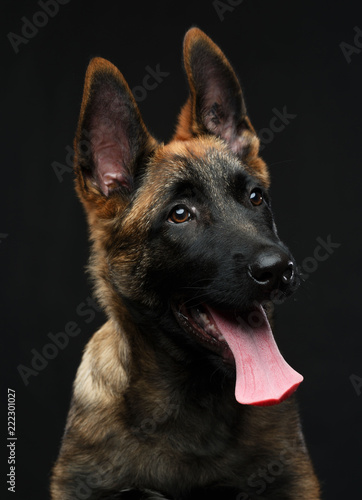 Belgian Shepherd Dog, malinois dog on Isolated Black Background in studio © TrapezaStudio